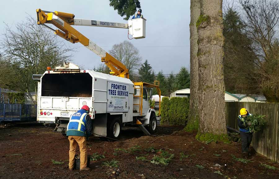 tree service cleanup