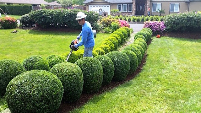 Image of a Frontier crew member pruning hedges as part of landscape maintenances services.