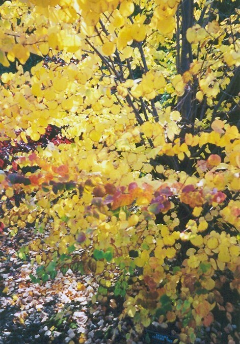 A Tree for Autumn Beauty: The Katsura