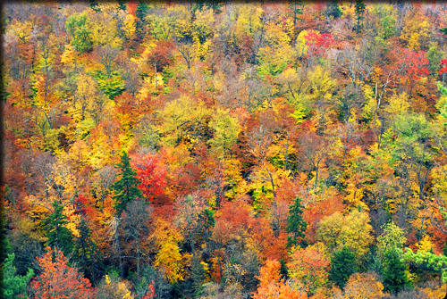 autumn leaves - hillside of