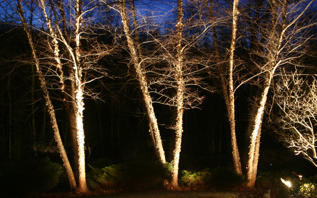 Spotlight Trees