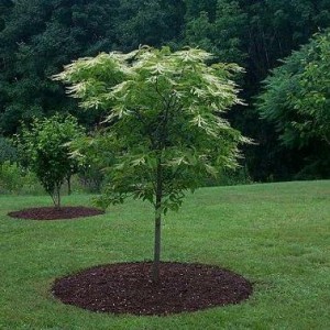 With its modest profile and year-round interest, Oxydendrum arboreum - sourwood