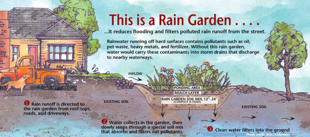 Rain garden drainage solution WSU Extension