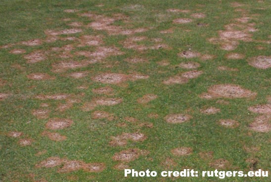 Pink snow mold in lawn