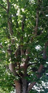 Rapid growth and full foliage tree closeup