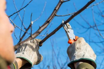 Why Winter Pruning is Essential to Fine Gardening