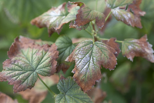 Image of green leaves with brown edges that have been affected by the fungal disease Verticillium Wilt.