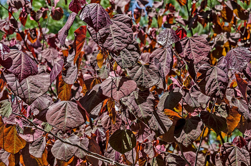 Image of the striking burgundy leaves of the Cercis 'Forest Pansy' Redbud Tree - a great choice for a focal tree landscaping project. 