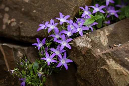 Image of the purple flowers of the Campanula or bellflower, one option of deer resistant plants.