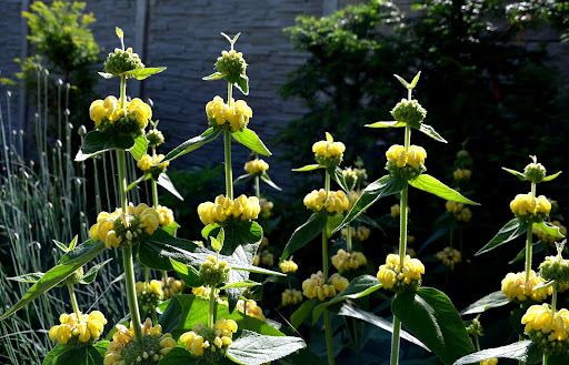Image of the cheerful yellow flower whorls along the green foliage of the Phlomis russeliana, one of several deer resistant plants.
