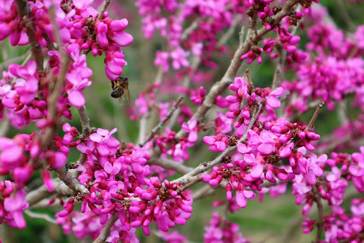 Image of the tiny bright pink flowers of the Cercis 'Forest Pansy' Redbud Tree - a great choice for a focal point landscaping project. 
