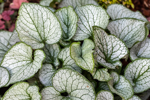 Image of the attractive cream and light-green variegated leaves of one type of deer resistant plants: Brunnera 'Jack Frost.'