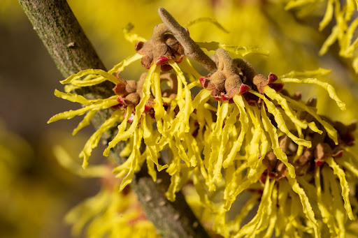 Close up image of the bright yellow spider-like blooms of Witch Hazel, a great option for an addition to a winter garden.