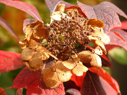 Close up image of the flower of the Oakleaf Hydrangea or Hydrangea quercifolia, a great option of shrubs for fall color.