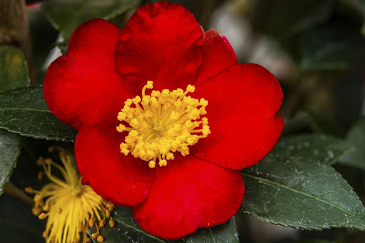 Close up image of a vibrant red Yuletide Camellia bloom with a bright yellow center, a great choice for your winter garden.