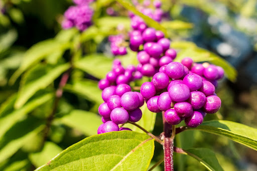 Close up image of the bright purple berries of the Beautyberry or Callicarpa americana, a great option of shrubs for fall color.