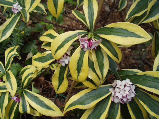 Image of several Daphne flowers amidst pretty yellow-green foliage, great options for a winter garden.