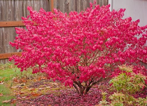 Image of a bright red Burning Bush or Euonymus elata, a great choice of shrubs for fall color.