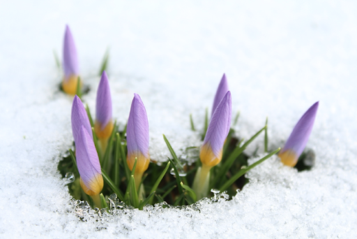 Image of bright purple flowers poking up through the snow. These flowers can be impacted by de-icing strategies so look for safe options!