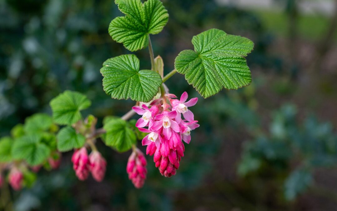 Top Pacific Northwest Native Shrubs For Your Garden