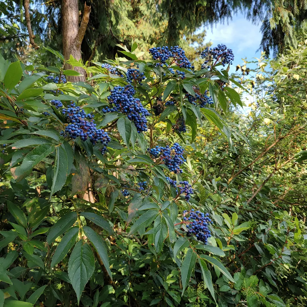 Top Native Shrub - Blue Elderberry