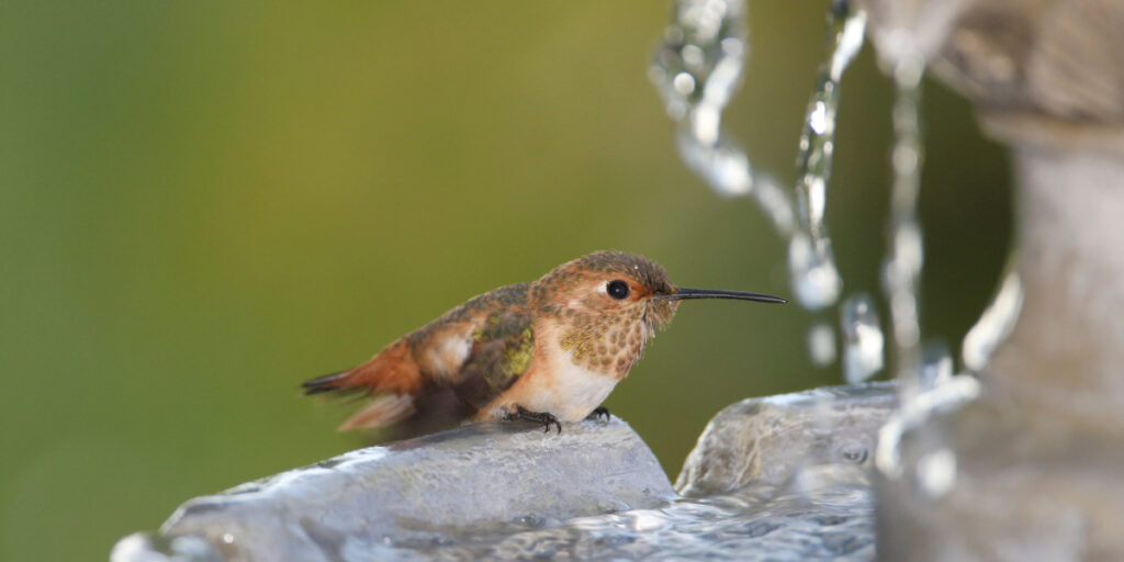 Water features boost biodiversity